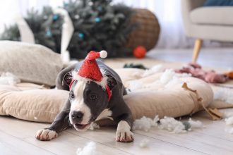Αυτές είναι οι 5 αταξίες που κάνουν οι σκύλοι τα Χριστούγεννα