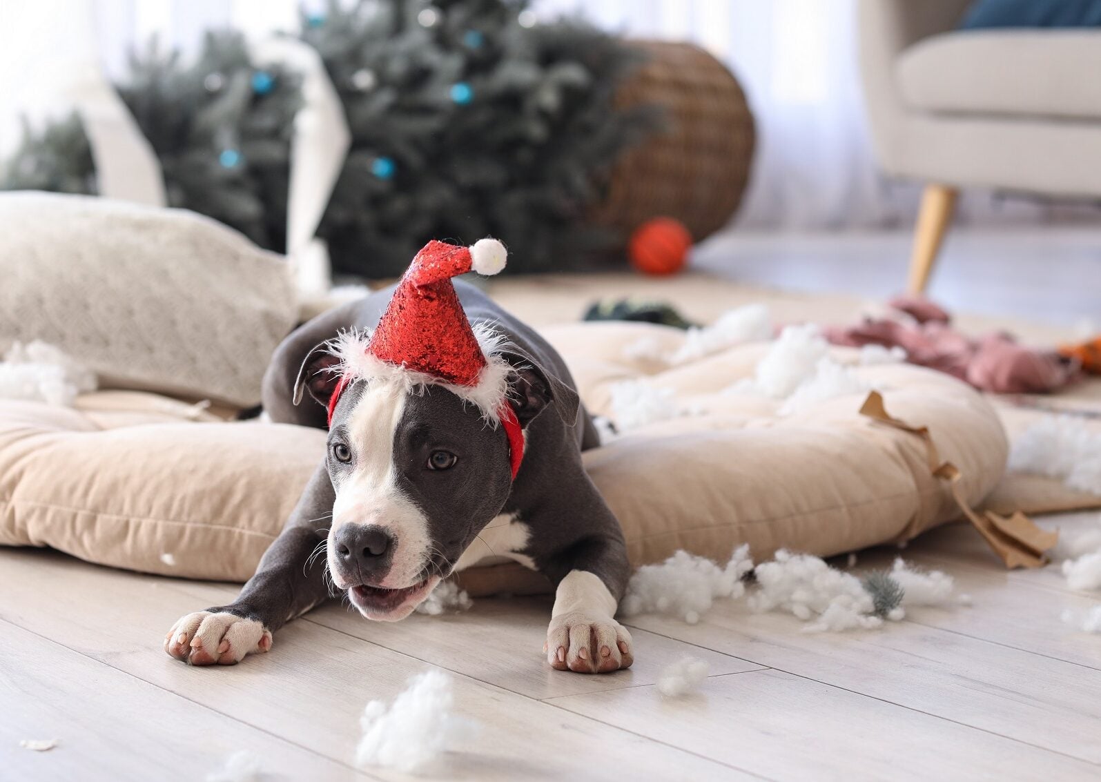 Αυτές είναι οι 5 αταξίες που κάνουν οι σκύλοι τα Χριστούγεννα