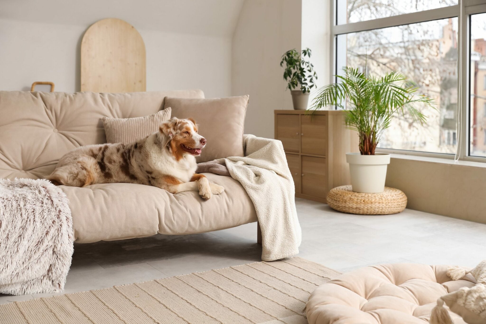 Αυτά είναι τα πράγματα που δεν πρέπει να κάνετε όταν ζείτε με έναν ηλικιωμένο σκύλο