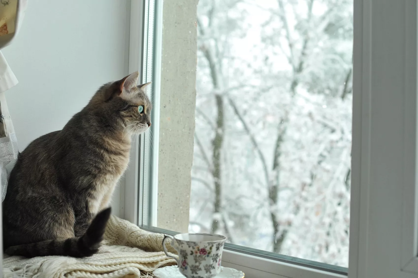 4 πράγματα που πρέπει να γνωρίζετε για τις γάτες και τον χειμώνα