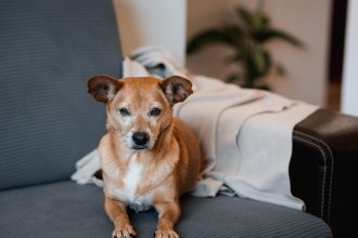 Τι να κάνετε για να φέρετε χαρά στη ζωή ενός ηλικιωμένου σκύλου