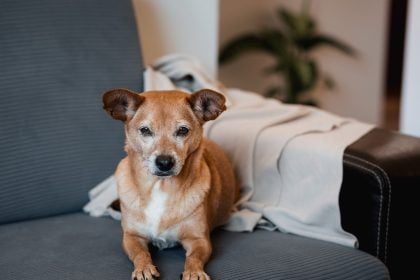 Τι να κάνετε για να φέρετε χαρά στη ζωή ενός ηλικιωμένου σκύλου