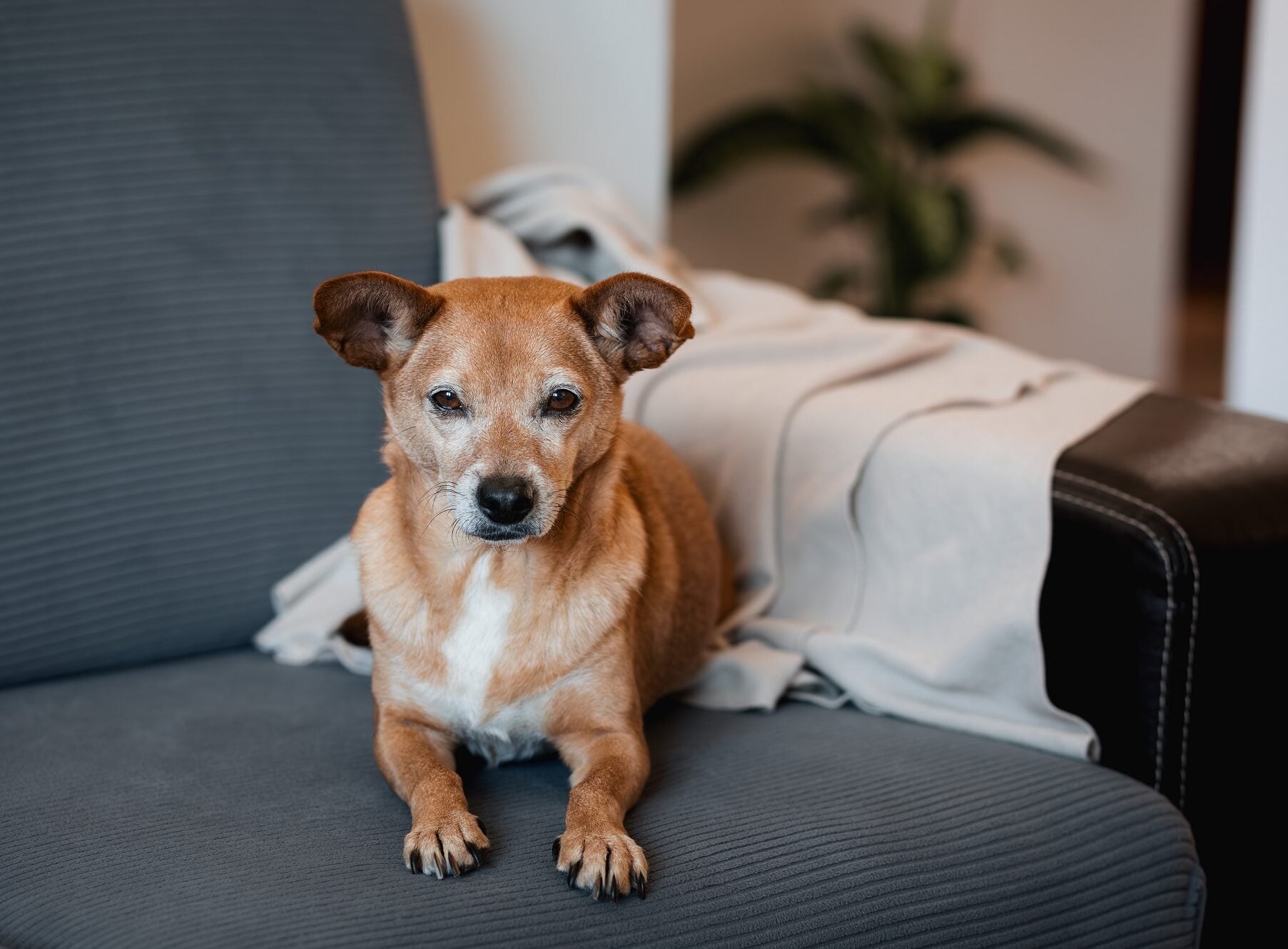 Τι να κάνετε για να φέρετε χαρά στη ζωή ενός ηλικιωμένου σκύλου