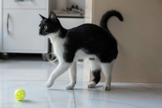 Τα 7 πράγματα που πρέπει να ελέγχουμε συχνά στη γάτα μας στο σπίτι για να είμαστε σίγουροι ότι είναι υγιής