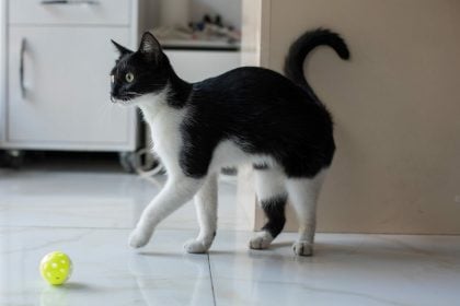 Τα 7 πράγματα που πρέπει να ελέγχουμε συχνά στη γάτα μας στο σπίτι για να είμαστε σίγουροι ότι είναι υγιής