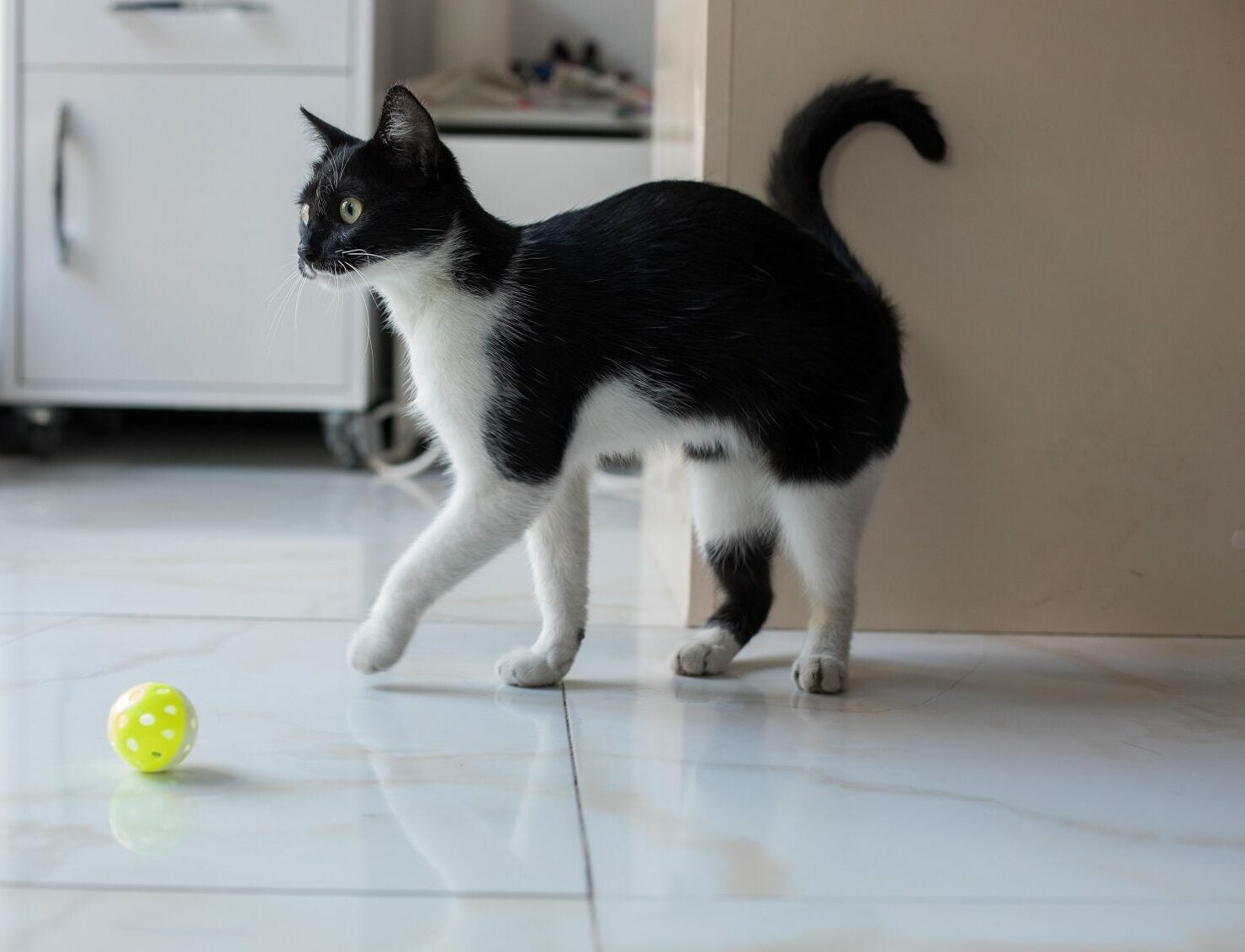 Τα 7 πράγματα που πρέπει να ελέγχουμε συχνά στη γάτα μας στο σπίτι για να είμαστε σίγουροι ότι είναι υγιής