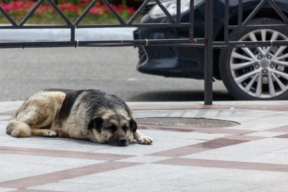 Πέντε κινήσεις για να γίνουμε ο Άγιος Βασίλης για τα αδέσποτα ζώα