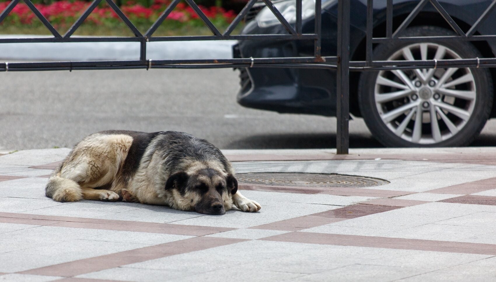 Πέντε κινήσεις για να γίνουμε ο Άγιος Βασίλης για τα αδέσποτα ζώα