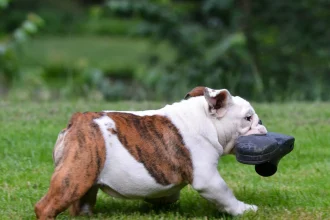 5 πράγματα που μπορείτε να κάνετε την επόμενη φορά που ο σκύλος σας αρπάξει κάτι και τρέξει να φύγει