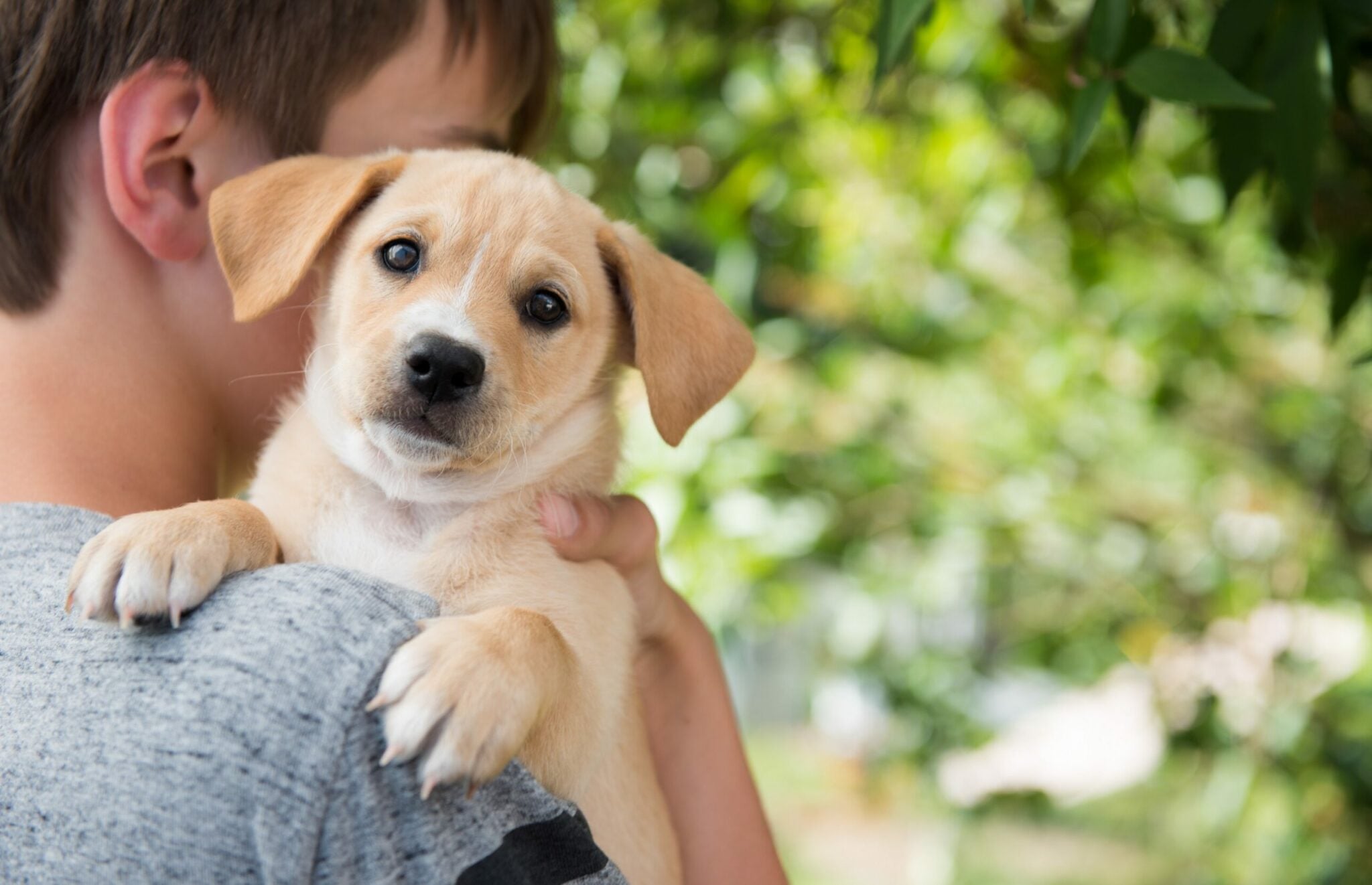 Θέλετε να υιοθετήσετε ένα κουτάβι; Πώς θα καταλάβετε πόσο μεγάλο σε μέγεθος θα γίνει
