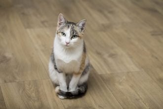 6 πράγματα που ξέρει η γάτα σας για εσάς που ούτε τα φαντάζεστε