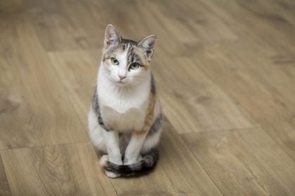 6 πράγματα που ξέρει η γάτα σας για εσάς που ούτε τα φαντάζεστε