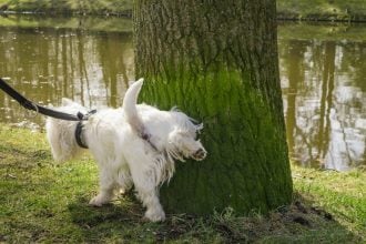 Ποιος είναι ο κανόνας των 21 δευτερολέπτων που ισχύει για τα θηλαστικά – Ποια εξαιρούνται