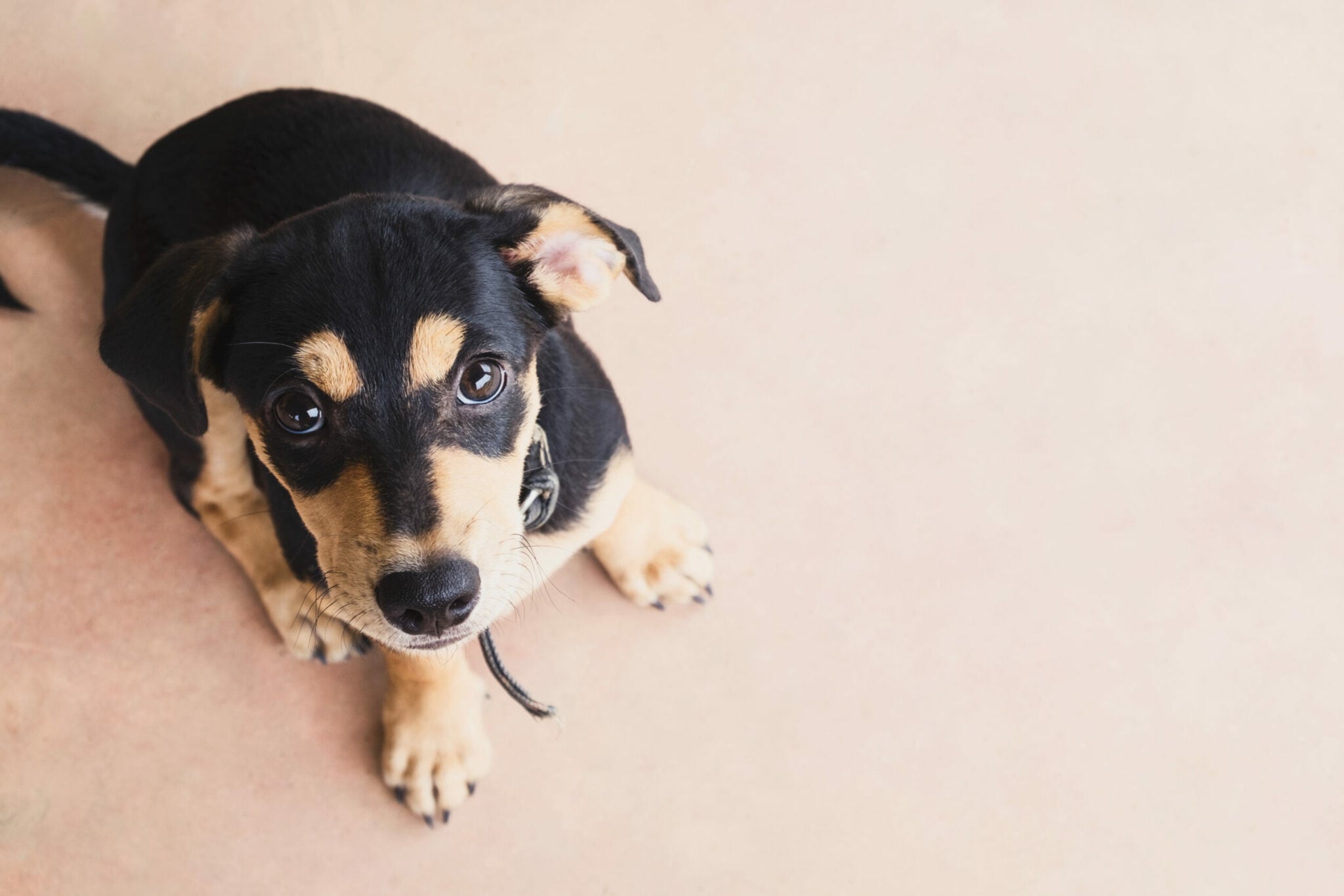 5 πράγματα που κάνετε και δεν αρέσουν καθόλου στον σκύλο σας