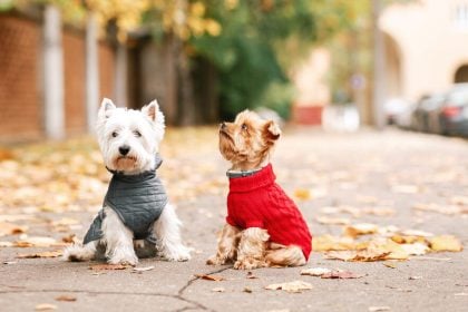Αυτοί οι σκύλοι δεν αντέχουν καθόλου το κρύο
