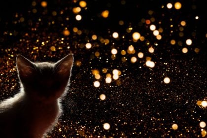 Πρωτοχρονιά και πυροτεχνήματα: Οδηγός επιβίωσης για γάτες και σκύλους