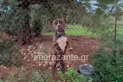 Τραγωδία στη Ζάκυνθο: Το επόμενο διάστημα θα αποφασιστεί αν θα θανατωθεί το πίτμπουλ που σκότωσε το 2χρονο παιδάκι