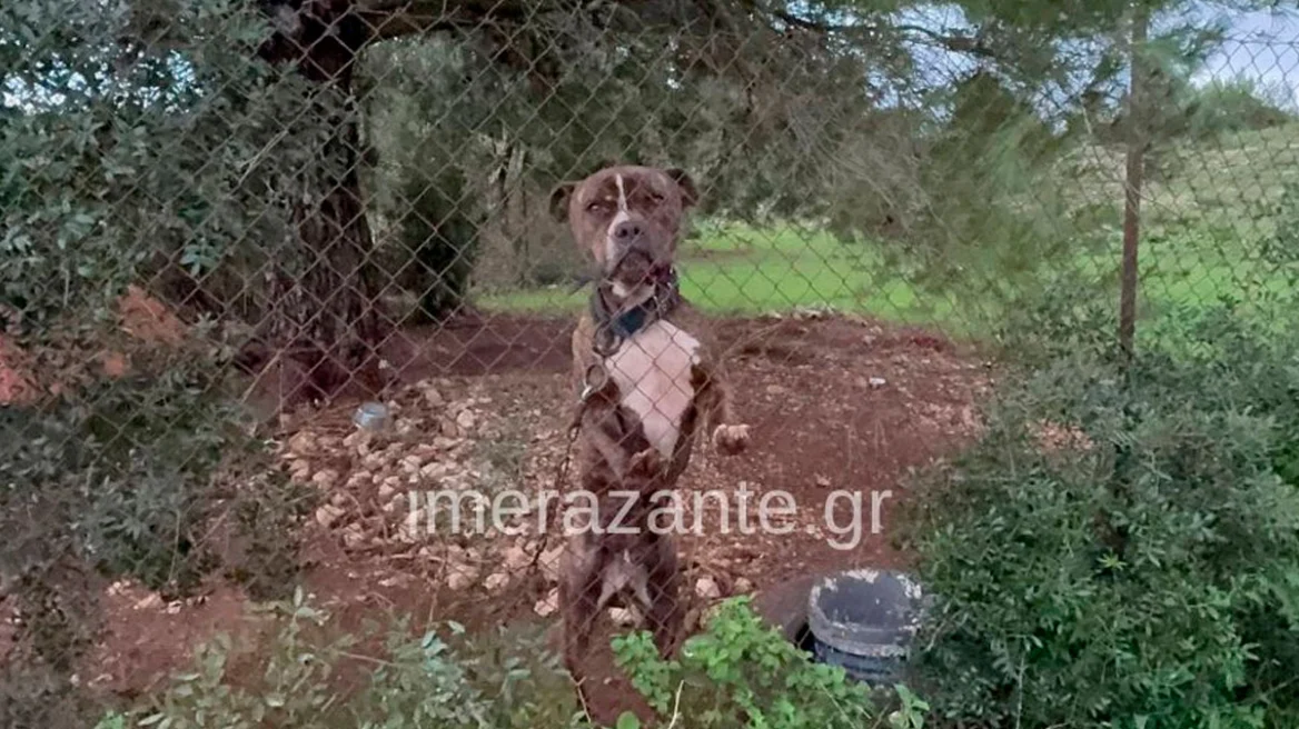 Τραγωδία στη Ζάκυνθο: Το επόμενο διάστημα θα αποφασιστεί αν θα θανατωθεί το πίτμπουλ που σκότωσε το 2χρονο παιδάκι