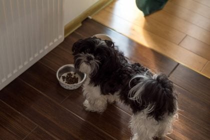 Τι αλλάζει στη διατροφή του σκύλου μας τον χειμώνα