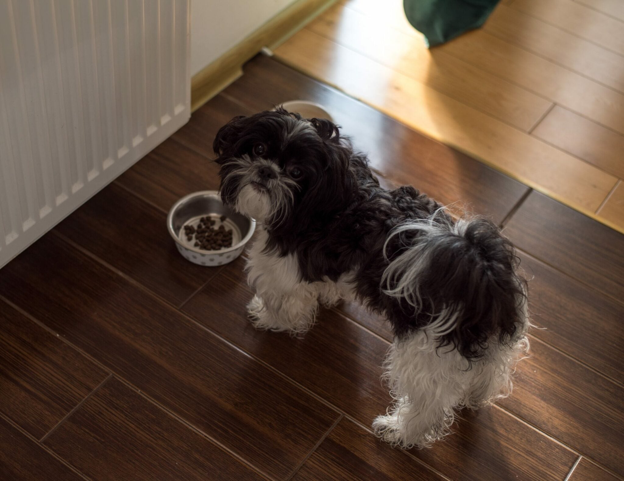 Τι αλλάζει στη διατροφή του σκύλου μας τον χειμώνα