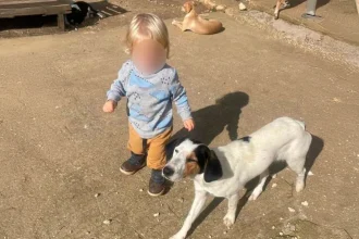 Πενταμελής επιτροπή από την Πάτρα θα κληθεί να αποφασίσει αν το πιτμπουλ θα πρέπει να θανατωθεί - Πριν λίγες μέρες είχε γενέθλια ο μικρός Λίο που σκοτώθηκε από το σκύλο στη Ζάκυνθο