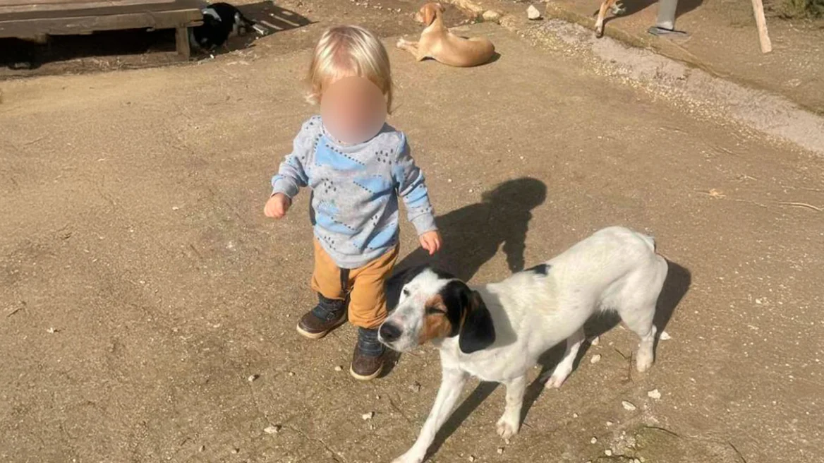 Πενταμελής επιτροπή από την Πάτρα θα κληθεί να αποφασίσει αν το πιτμπουλ θα πρέπει να θανατωθεί - Πριν λίγες μέρες είχε γενέθλια ο μικρός Λίο που σκοτώθηκε από το σκύλο στη Ζάκυνθο