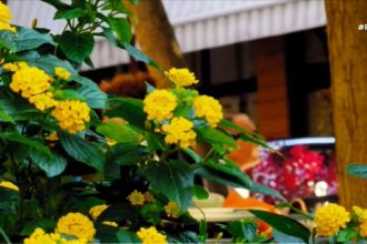 Η προστασία των μοναχικών μελισσών