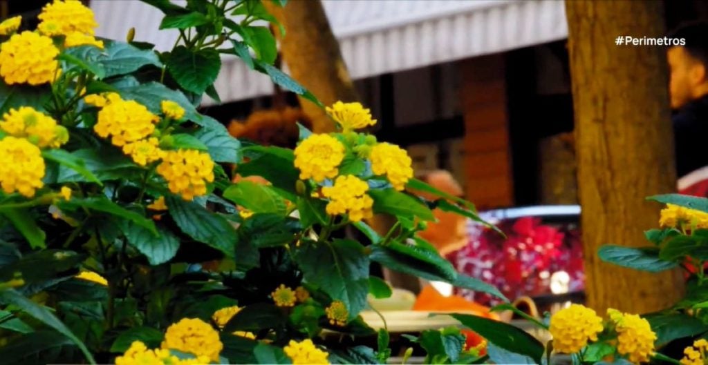 Η προστασία των μοναχικών μελισσών