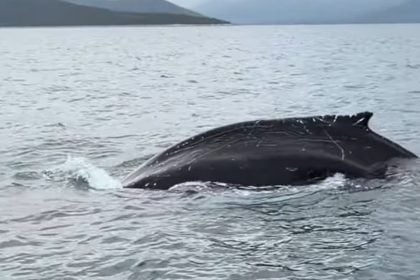 Σπάνια καταγραφή φάλαινας στον Παγασητικό Κόλπο - Κολυμπούσε σε απόσταση αναπνοής