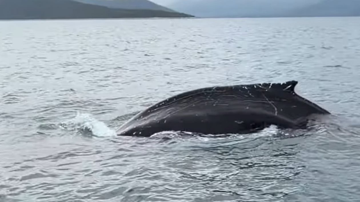 Σπάνια καταγραφή φάλαινας στον Παγασητικό Κόλπο - Κολυμπούσε σε απόσταση αναπνοής