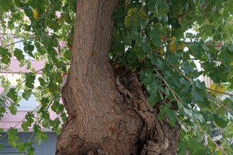 Δήμος Πατρέων: Τα δέντρα στην οδό Σολωμού, δεν κόπηκαν παράνομα ή αυθαίρετα, ήταν άρρωστα κι εγκυμονούσαν κινδύνους