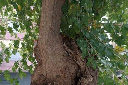 Δήμος Πατρέων: Τα δέντρα στην οδό Σολωμού, δεν κόπηκαν παράνομα ή αυθαίρετα, ήταν άρρωστα κι εγκυμονούσαν κινδύνους