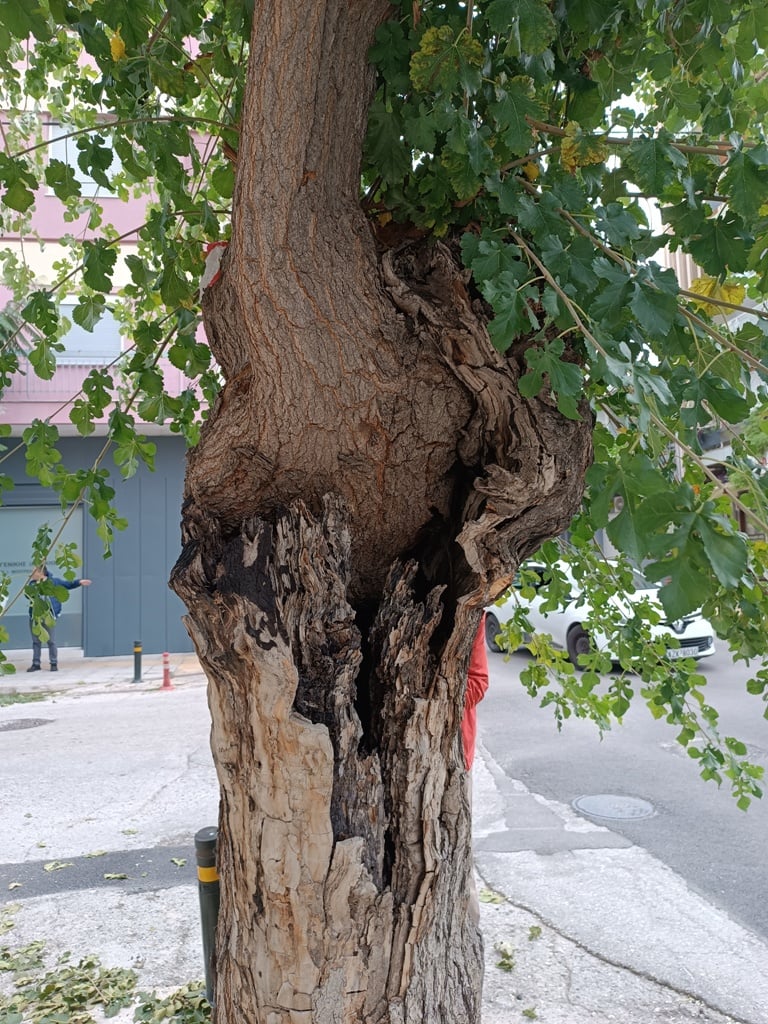 Δήμος Πατρέων: Τα δέντρα στην οδό Σολωμού, δεν κόπηκαν παράνομα ή αυθαίρετα, ήταν άρρωστα κι εγκυμονούσαν κινδύνους