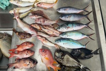 Ερευνητές εντόπισαν κάτι πολύ ανησυχητικό στo ένα τρίτο των ψαριών του Ειρηνικού που εξέτασαν