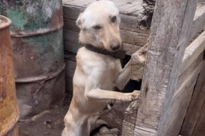 Συνελήφθη 60χρονος που είχε πέντε σκυλιά κάτω από άθλιες συνθήκες