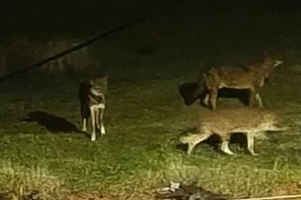 Λύκοι εμφανίστηκαν ξανά στο Πανόραμα Θεσσαλονίκης