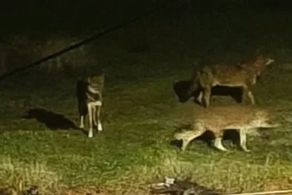 Λύκοι εμφανίστηκαν ξανά στο Πανόραμα Θεσσαλονίκης