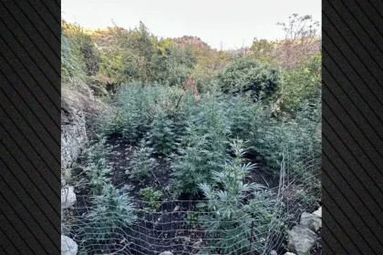 Εξιχνιάστηκε η υπόθεση της μεγάλης χασισοφυτείας στο Αμάρι του Ρεθύμνου, συνελήφθησαν τέσσερα άτομα