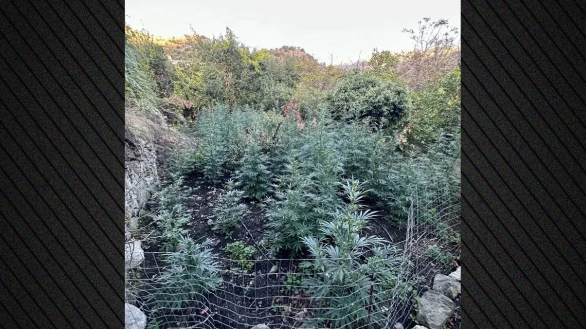 Εξιχνιάστηκε η υπόθεση της μεγάλης χασισοφυτείας στο Αμάρι του Ρεθύμνου, συνελήφθησαν τέσσερα άτομα