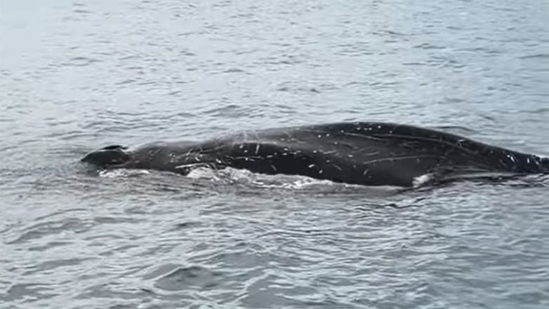 Βόλος: Φάλαινα αναδύθηκε δίπλα σε ψαράδες στον Παγασητικό