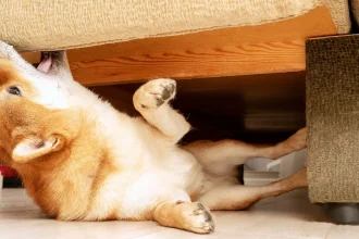 Πώς θα προστατέψουμε τα έπιπλα του σπιτιού από τον σκύλο μας