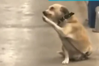 Φρίκη στην Μεσσηνία: Σκότωσαν σκύλο και τον κρέμασαν σε δέντρο