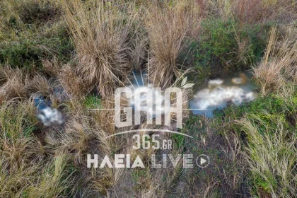 Συναγερμός στον Αλφειό: Δεκάδες νεκρά πρόβατα σε αποσύνθεση στο ποτάμι