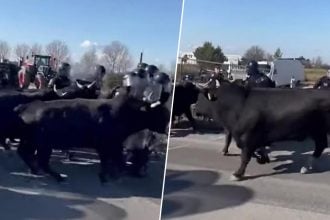 Γάλλοι αγρότες εξαπολύουν ταύρους εναντίον πάνοπλων αστυνομικών!
