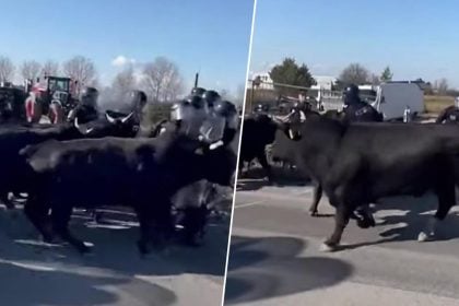 Γάλλοι αγρότες εξαπολύουν ταύρους εναντίον πάνοπλων αστυνομικών!