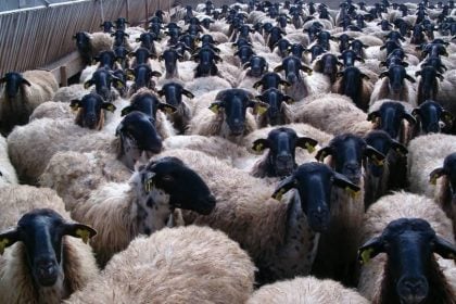 Η ευλογιά συνεχίζει να "εξαφανίζει" τα αιγοπρόβατα στη Δυτ. Ελλάδα - Δείτε πόσα κρούσματα της νόσου εμφανίστηκαν τον Δεκέμβριο