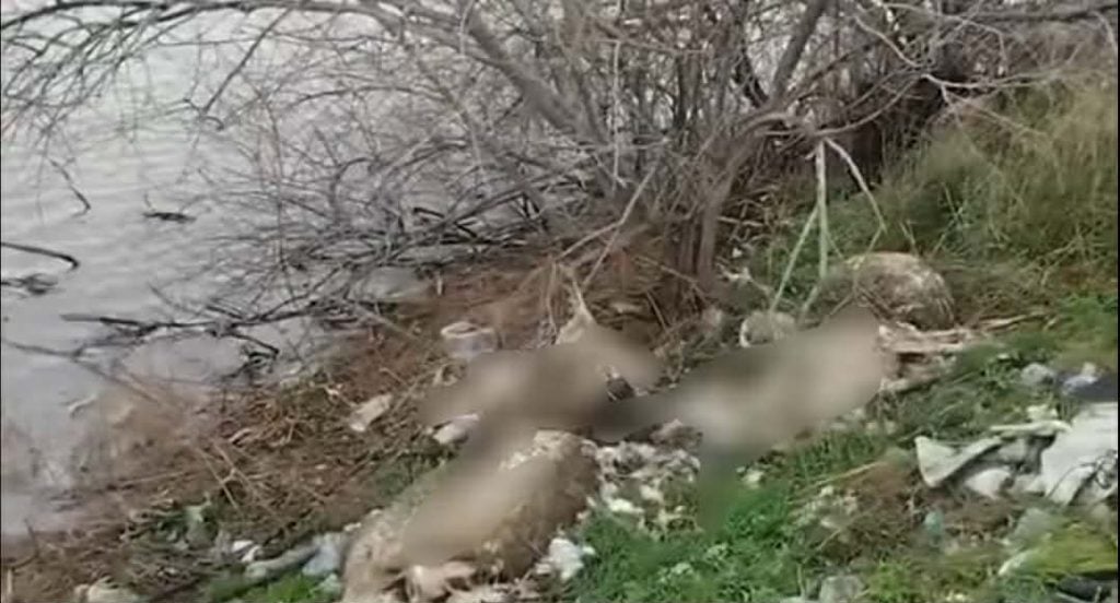 Πέταξαν νεκρά πρόβατα στην λιμνοθάλασσα του Αιτωλικού! ΦΩΤΟ