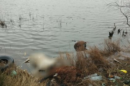 Πέταξαν νεκρά πρόβατα στην λιμνοθάλασσα του Αιτωλικού! ΦΩΤΟ
