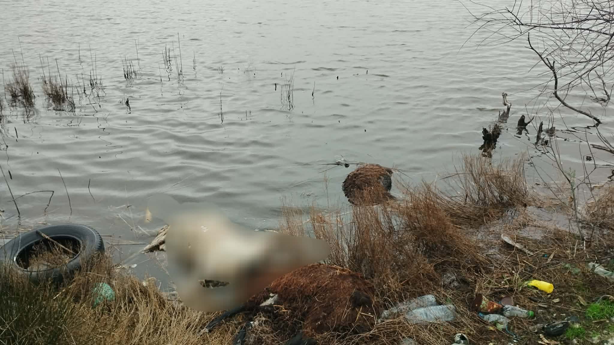 Πέταξαν νεκρά πρόβατα στην λιμνοθάλασσα του Αιτωλικού! ΦΩΤΟ