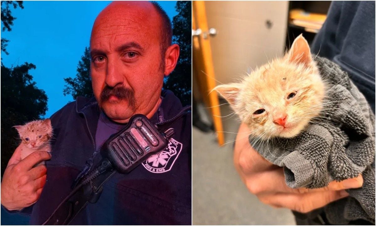 Γατάκι σώθηκε από αγκαθωτό θάμνο και βρήκε το παντοτινό του σπίτι